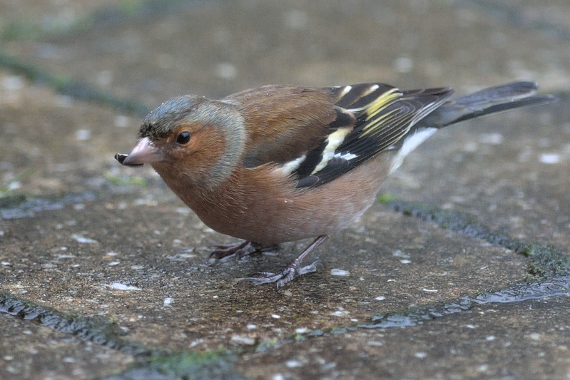 vink